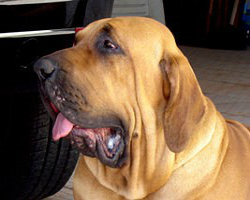 Cão de Fila Brasileiro