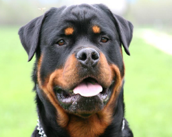 Rottweiler