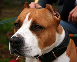 Staffordshire Terrier Americano