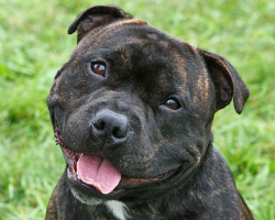 Staffordshire bull terrier